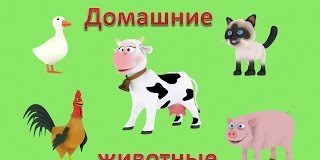 Презентации для детей 3D: Домашние животные. Голоса животных. Мультики для самых маленьких